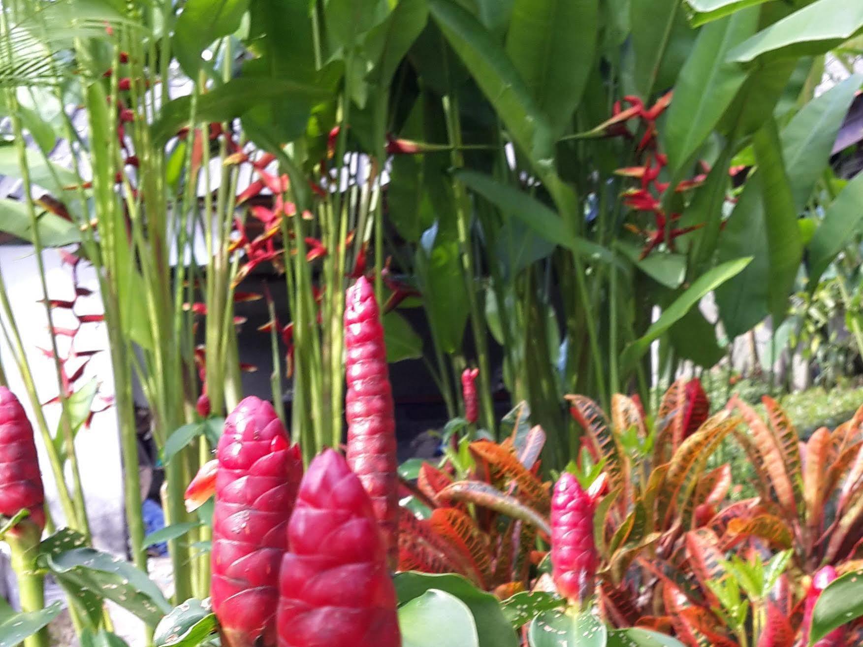 Bed and Breakfast Les Fleurs House Khao Lak Exterior foto